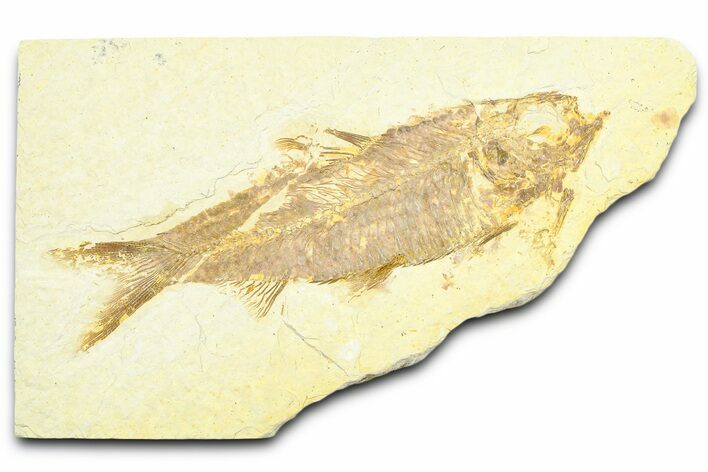 Detailed Fossil Fish (Knightia) - Wyoming #372354